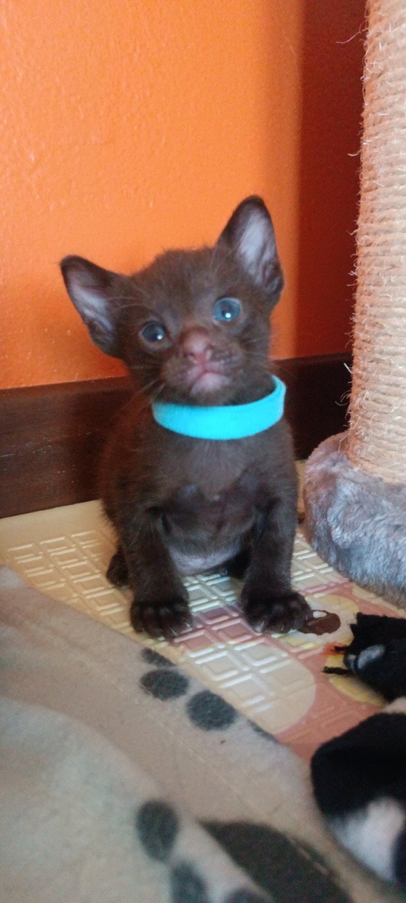 1er chaton (Portée DITE TITE LADY ❤ Havacat's Wannamaketea 2023) - Mâle chocolate Collier bleu Mâle Havana