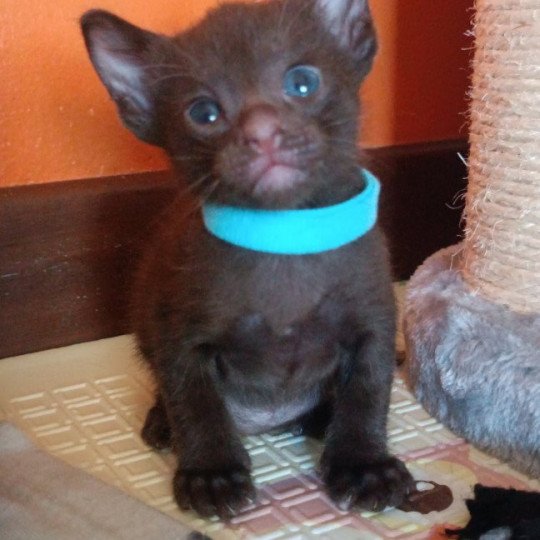 1er chaton (Portée DITE TITE LADY ❤ Havacat's Wannamaketea 2023) - Mâle chocolate Collier bleu Mâle Havana