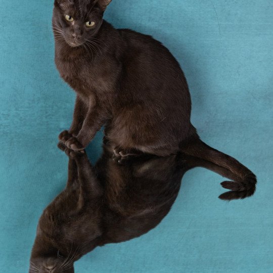 chat Havana chocolate Burabybay Alice Chatterie Havana du dolmen