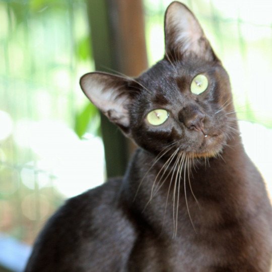 chat Havana chocolate Burabybay Alice Chatterie Havana du dolmen