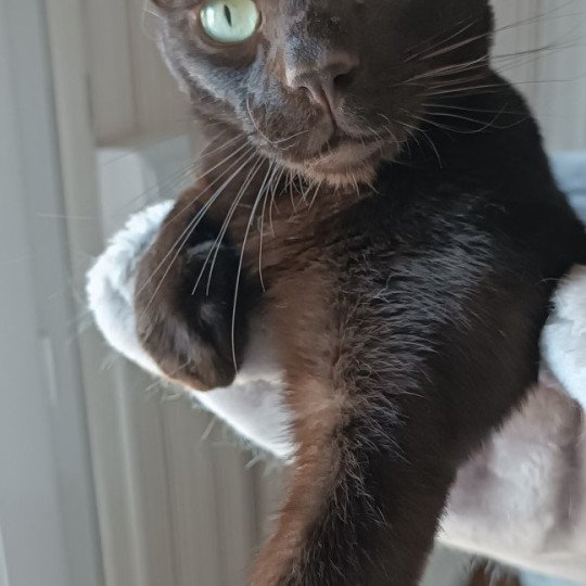chat Havana chocolate SETH Chatterie Havana du dolmen