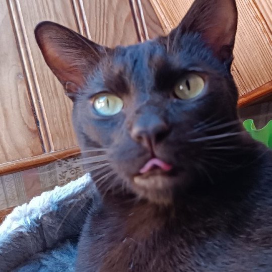 chat Havana chocolate SETH Chatterie Havana du dolmen