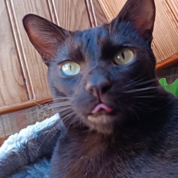 chat Havana chocolate SETH Chatterie Havana du dolmen chat Havana chocolate SETH Chatterie Havana du dolmen