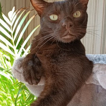 chat Havana chocolate SETH Chatterie Havana du dolmen chat Havana chocolate SETH Chatterie Havana du dolmen