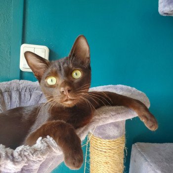 chaton Havana chocolate SETH Chatterie Havana du dolmen