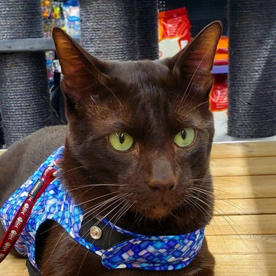 chat Havana chocolate Wannamaketea Chatterie Havana du dolmen